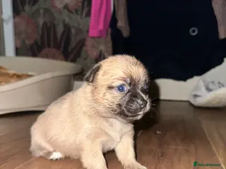 Chihuahua dogs Beautiful chihuahua for sale - Advert 1