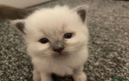 Ragdoll cats for sale: 🌟CHAMPION🌟 FATHER GCCF 🌟BLOOD LINE RAGDOLL - Image 9