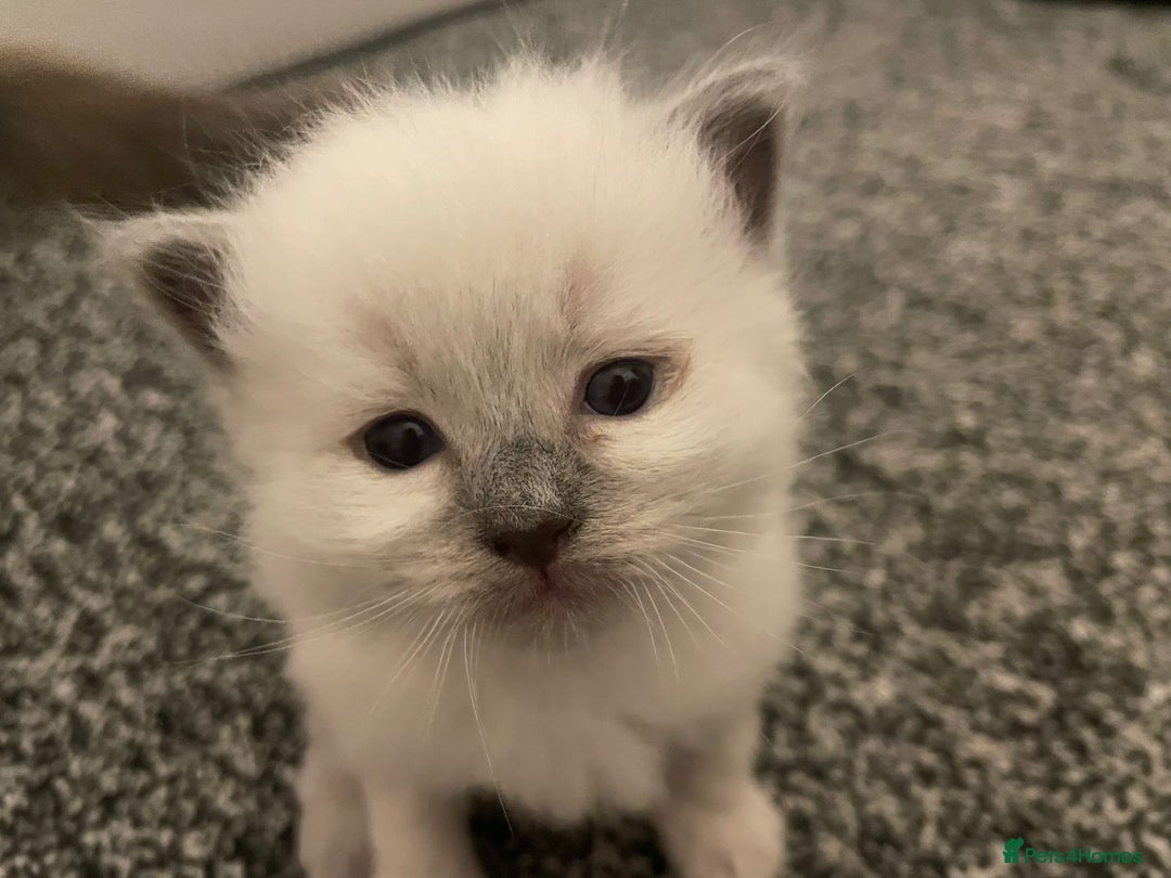 Ragdoll cats for sale: 🌟CHAMPION🌟 FATHER GCCF 🌟BLOOD LINE RAGDOLL - Image 9