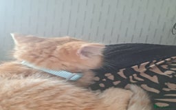 Mixed Breed cats for sale: 9 week old bby boy  - Image 5