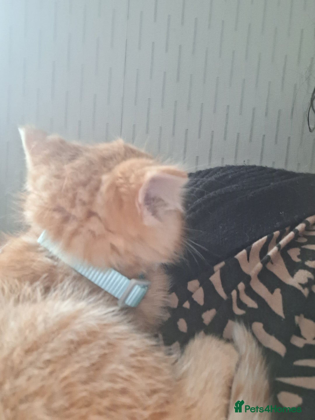 Mixed Breed cats for sale: 9 week old bby boy  - Image 5