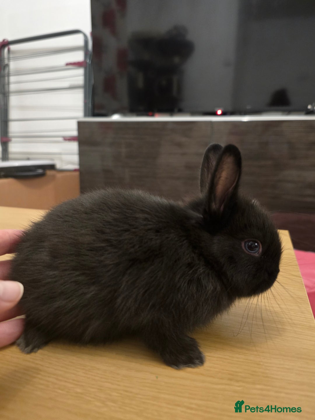 Netherland Dwarf rabbits for sale: Last baby girl Netherland Dwarf - Image 6