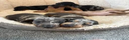 Dachshund dogs for sale: Beautiful dachshund puppies  - Advert 4