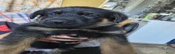German Shepherd dogs for sale: German shepherd pups - Advert 4