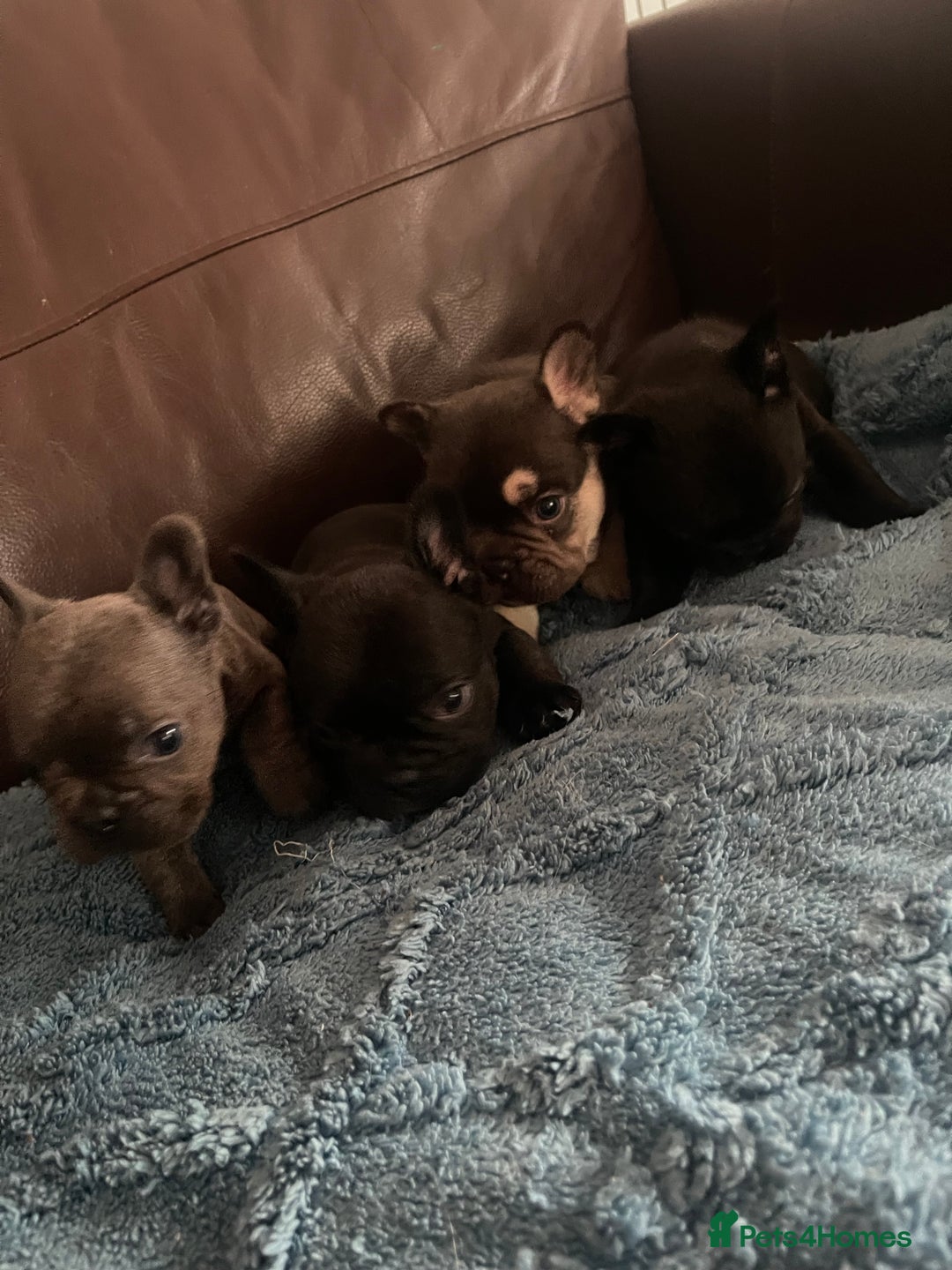 French Bulldog dogs for sale: French Bulldog puppies. 3 x boys 1 x girl - Image 12
