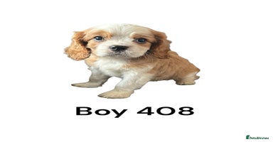 Cavalier King Charles Spaniel dogs - Advert 2