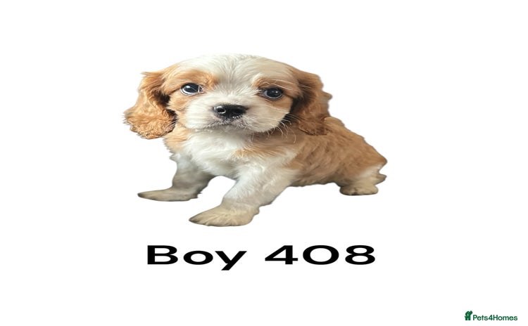 Cavalier King Charles Spaniel dogs - Advert 2