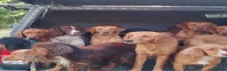 Cocker Spaniel dogs for sale: Mixed colour litter of working cockers  - Advert 16