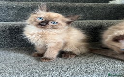 Ragdoll cats for sale: Beautiful Tica registered Ragdoll’s  - Image 13