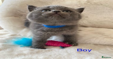 British Shorthair cats - Advert 2