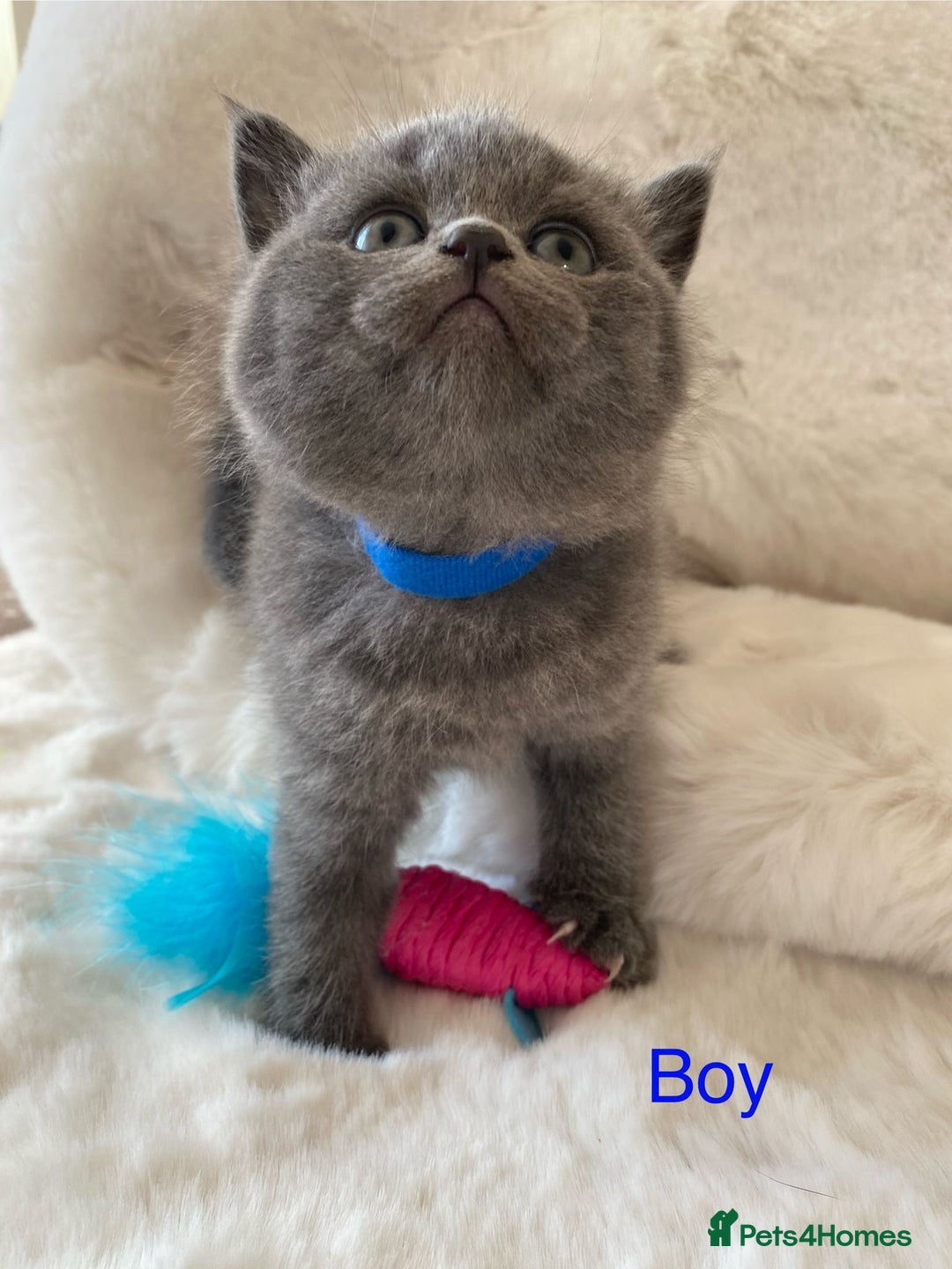 British Shorthair cats for sale: British Shorthair Kittens - Image 3