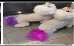 Poochon dogs for sale: Poochon puppies  - Image 5