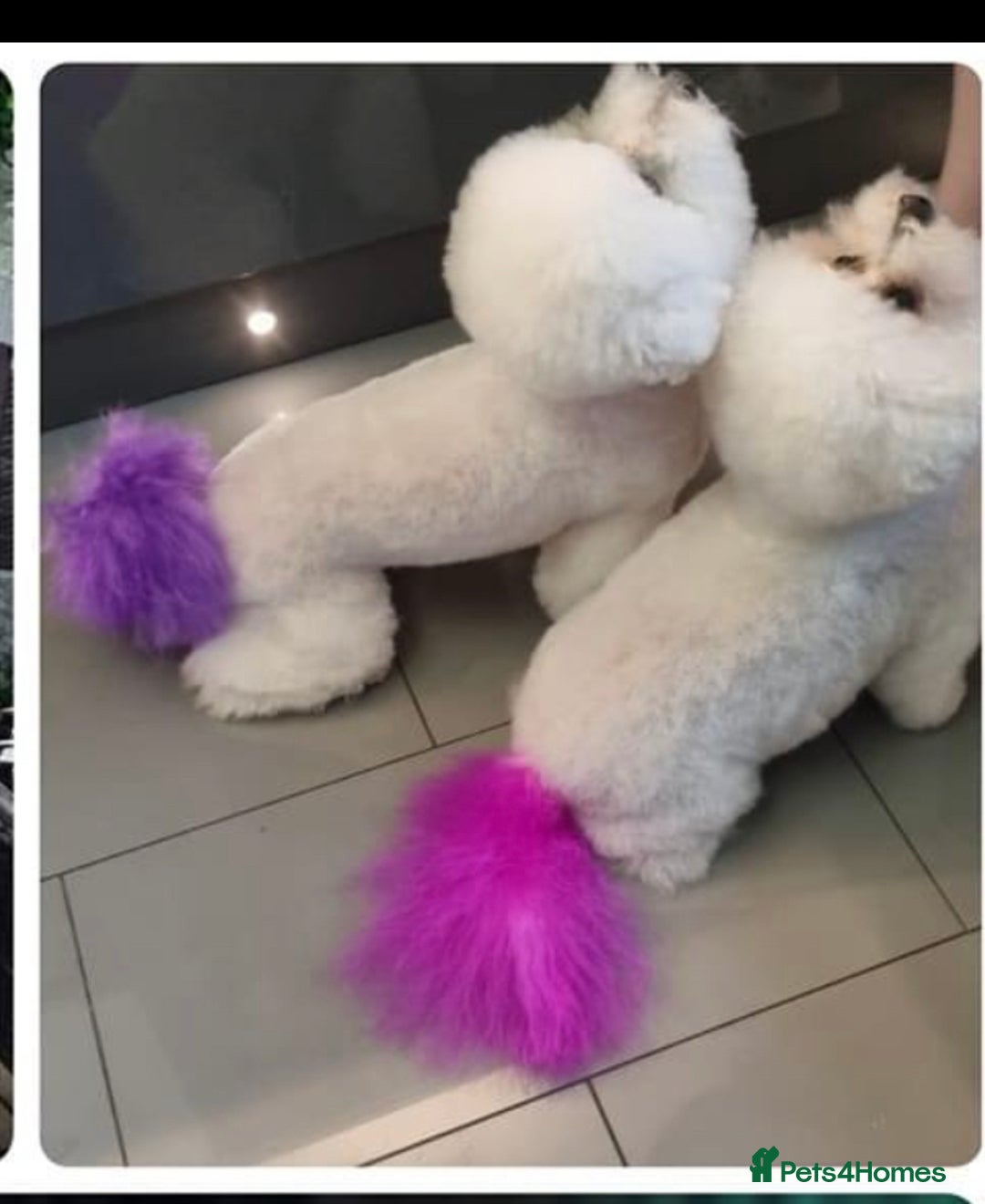 Poochon dogs for sale: Poochon puppies  - Image 5