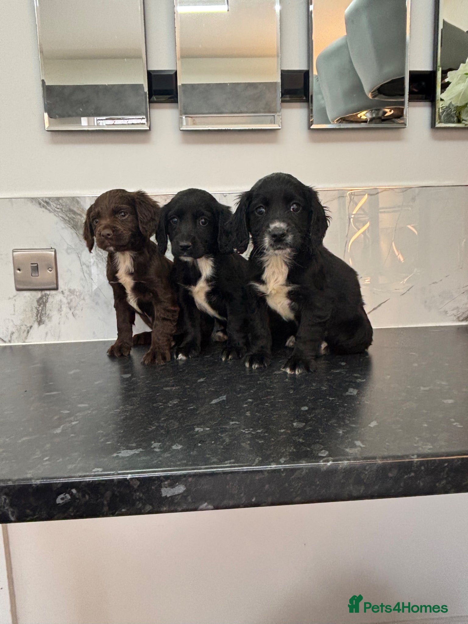 Cavapoo dogs Hybrid F1 toy Cavapoo puppies - Advert 11