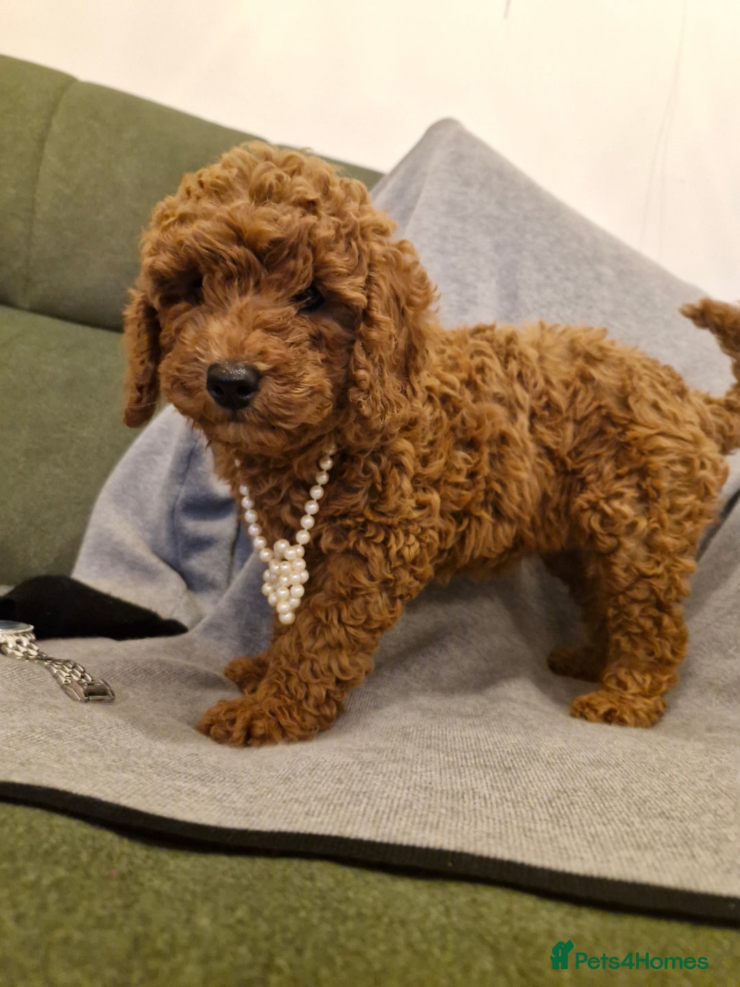 Miniature Poodle dogs for sale: READY NOW Red Minature Poodle Pups for sale. - Advert 13