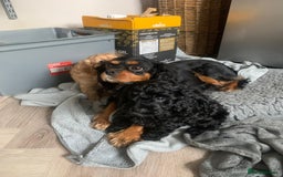 Cavapoo dogs for sale: Gorgeous F1 cavapoo pups (1 remaining) - Image 7