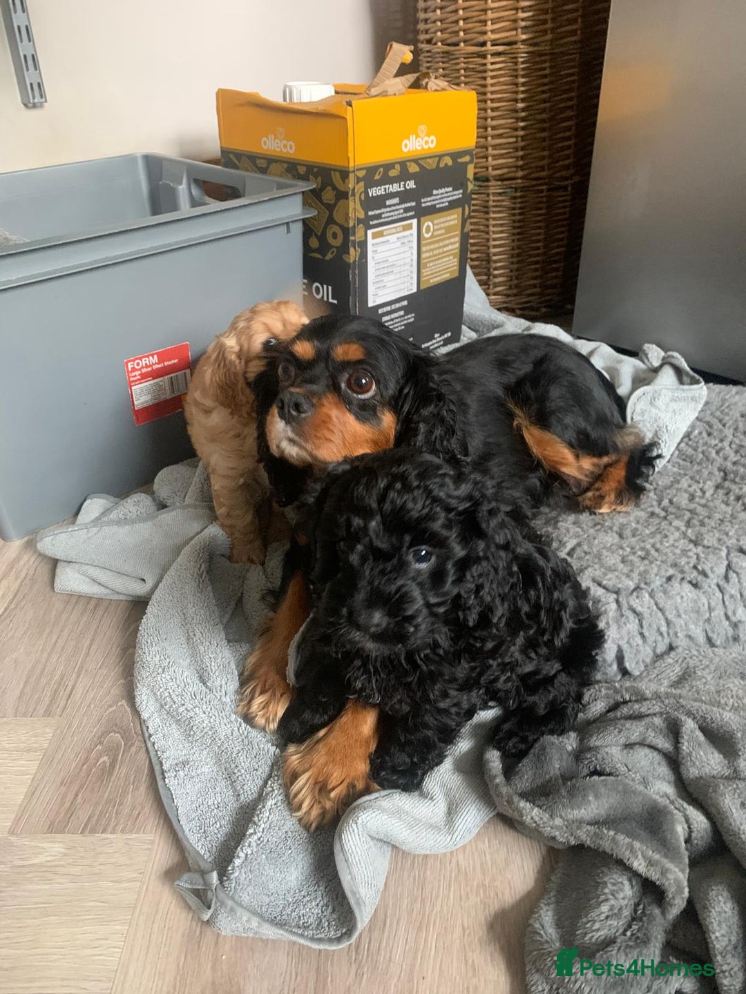 Cavapoo dogs for sale: Gorgeous F1 cavapoo pups (1 remaining) - Image 7