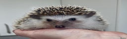 Pygmy Hedgehog rodents for sale: Beautiful Young Male African Pygmy Hedgehog  - Advert 3