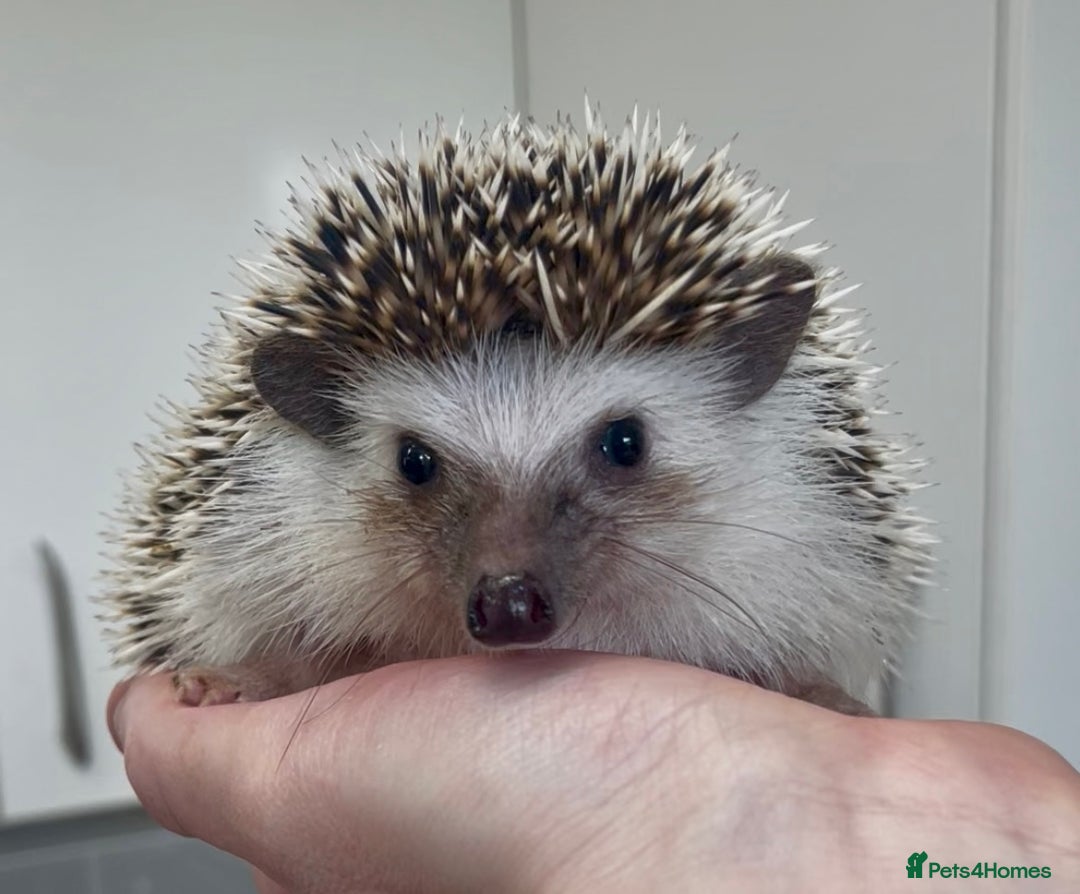 Pygmy Hedgehog rodents for sale: Beautiful Young Male African Pygmy Hedgehog  - Advert 3
