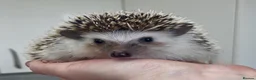 Pygmy Hedgehog rodents for sale: Beautiful Young Male African Pygmy Hedgehog  - Advert 3