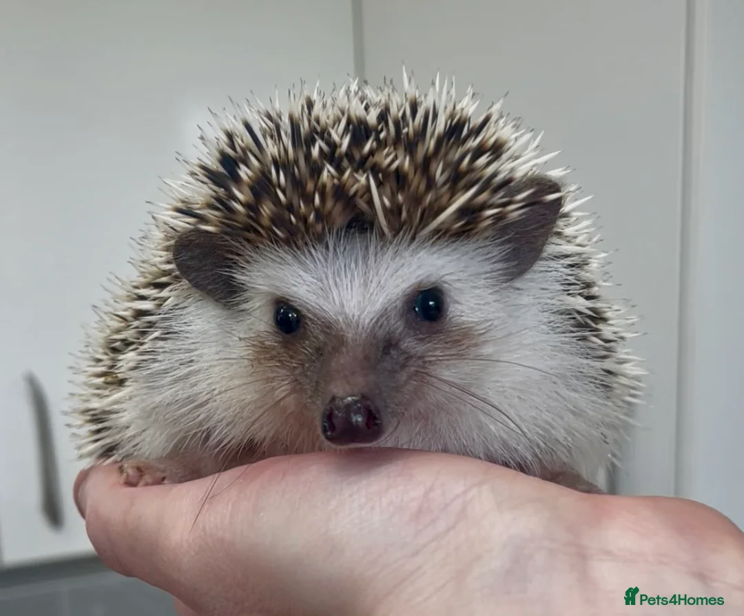 Pygmy Hedgehog rodents for sale: Beautiful Young Male African Pygmy Hedgehog  - Advert 3