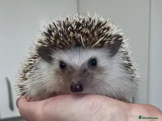 Pygmy Hedgehog rodents Beautiful Young Male African Pygmy Hedgehog - Advert 20