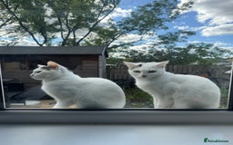Domestic Shorthair cats for sale: Snow White sisters ❄️🥰 - Image 19