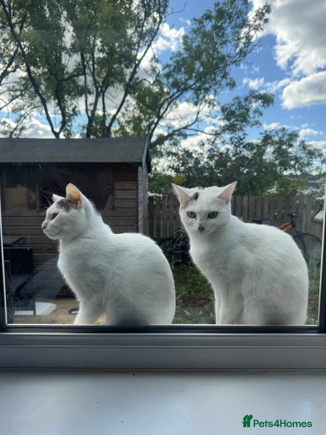Domestic Shorthair cats for sale: Snow White sisters ❄️🥰 - Image 19