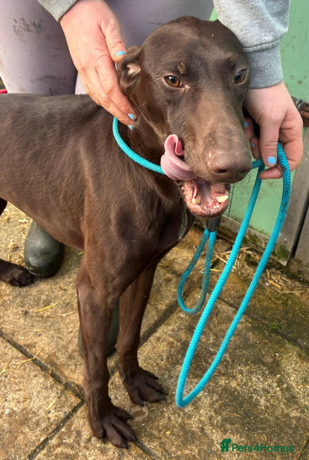 German Shorthaired Pointer dogs for sale: German shorthaired pointer puppies in Beith - Advert 6