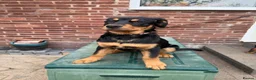 Rottweiler dogs for sale: Last 3 puppies of litter - Advert 12