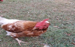 Chickens poultry for sale: Laying chickens  - Image 3
