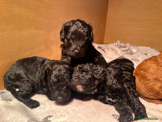 Cockapoo dogs Stunning f1b cockapoo's for sale - Advert 8