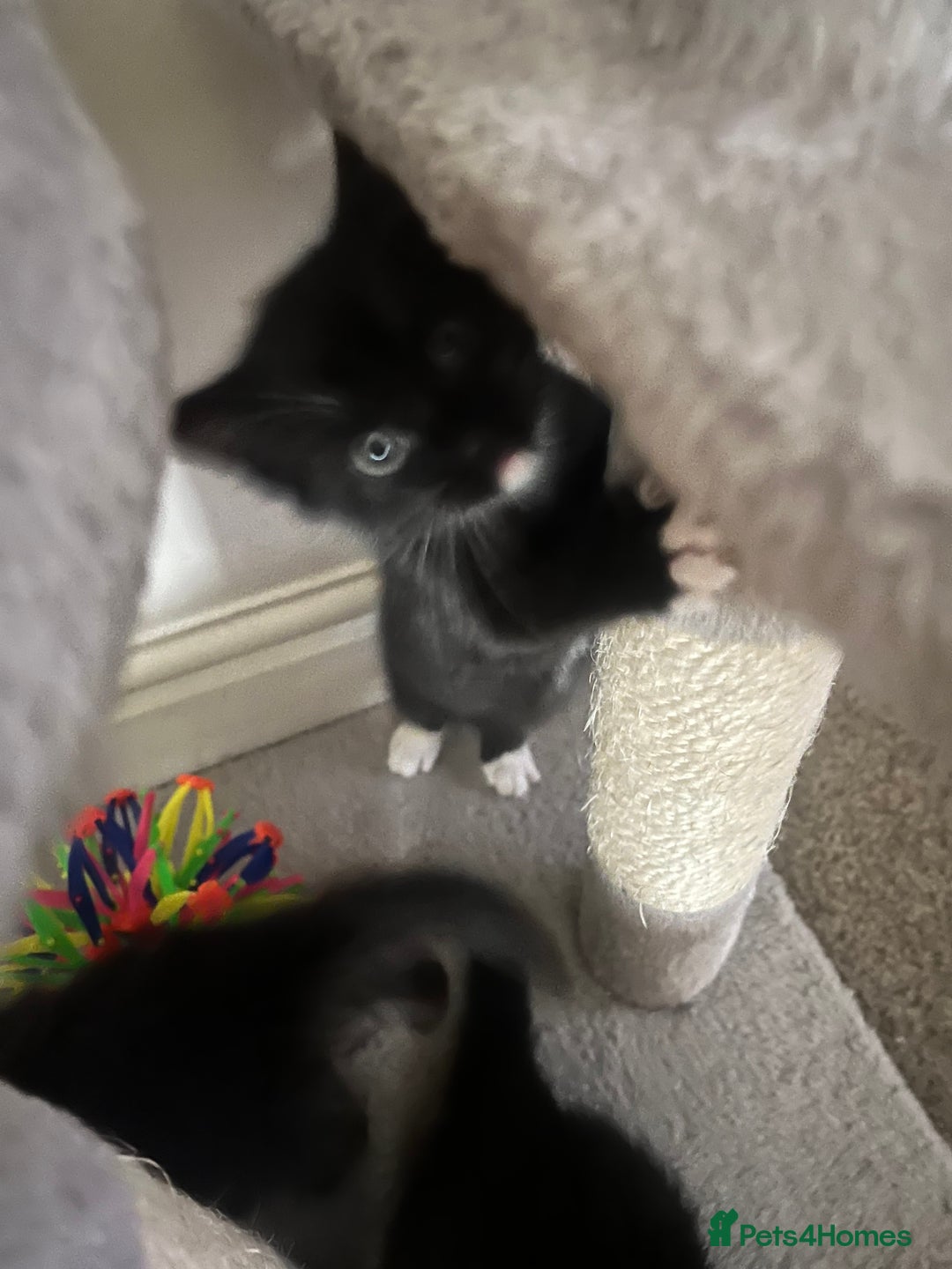 Mixed Breed cats for sale: Kittens - Image 3