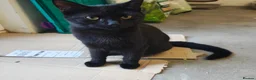 Mixed Breed cats for sale: Adorable 9 month old sisters  - Advert 2