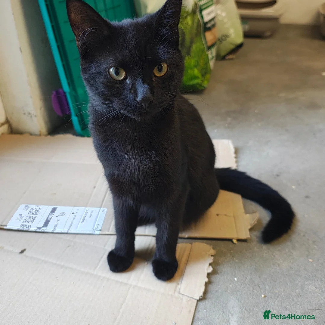 Mixed Breed cats for sale: Adorable 9 month old sisters  - Advert 2