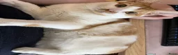 Mixed Breed cats for sale: 4 Beautiful 6 month old kittens in Hemel Hempstead - Advert 4