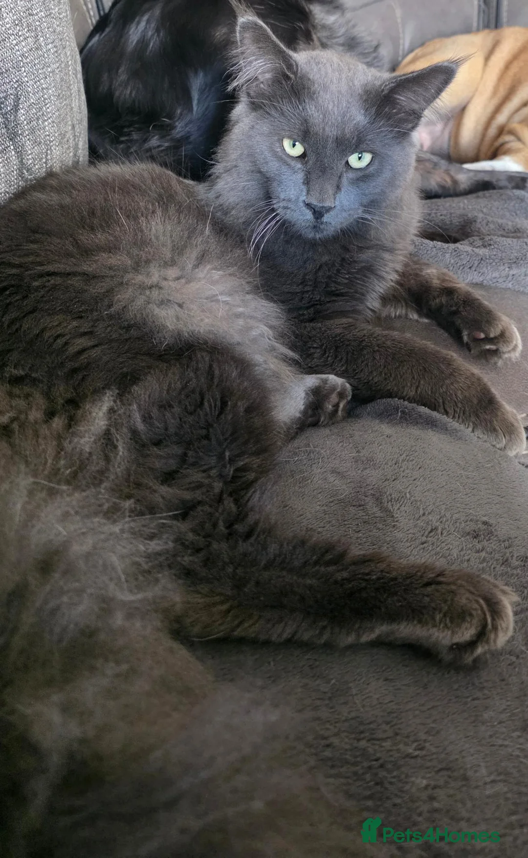 Mixed Breed cats for sale: Silver smoked maincoon cross - Advert 2