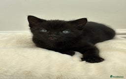 Mixed Breed cats for sale: Adorable mixed breed kittens for sale  - Image 3