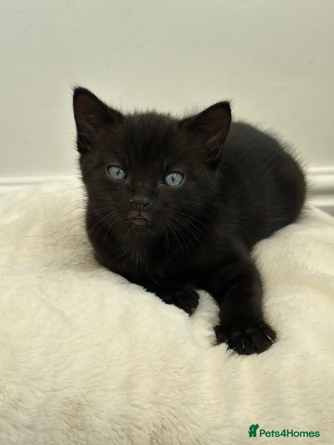 Mixed Breed cats for sale: Adorable mixed breed kittens for sale  - Image 3