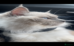 Ragdoll cats for stud: BIG beautiful GCCF & TICA Active Ragdoll Stud! in London - Image 7
