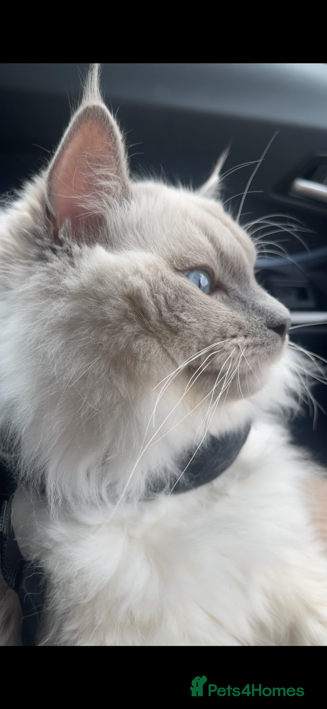Ragdoll cats for stud: BIG beautiful GCCF & TICA Active Ragdoll Stud! in London - Image 7