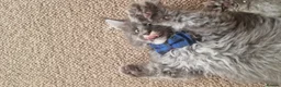Maine Coon cats for sale: 🐾 Stunning Maine Coon Kittens  Ready Now £1000 🐾 in Newport - Advert 23