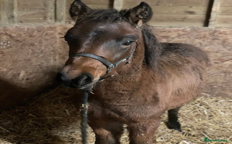 New Forest horses New forest colt foal - Advert 1