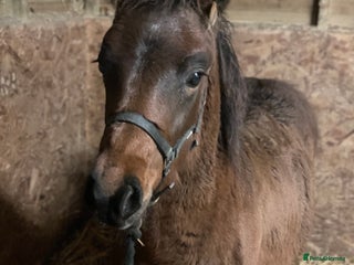 New Forest horses New forest colt foal - Advert 2