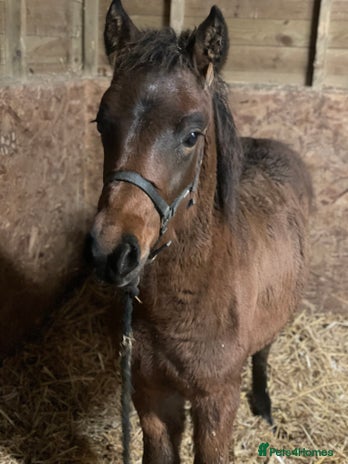 New Forest horses New forest colt foal - Advert 1