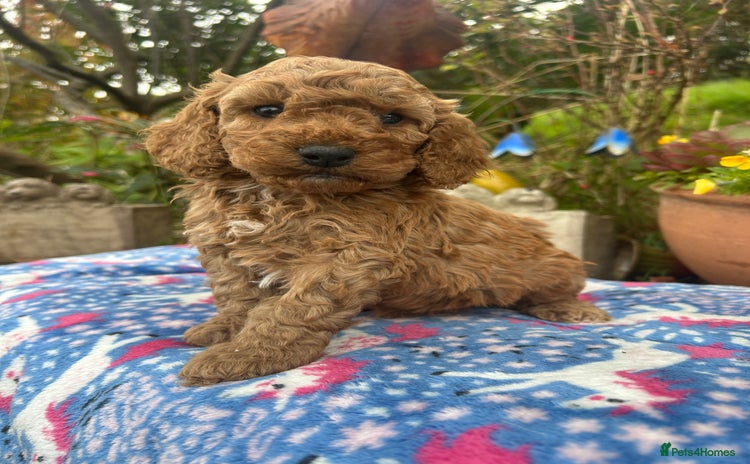 Cockapoo dogs - Advert 4