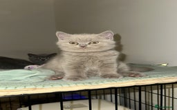 British Shorthair cats for sale: 2 lilac British shorthair boys 🐻💙🐻 - Image 15