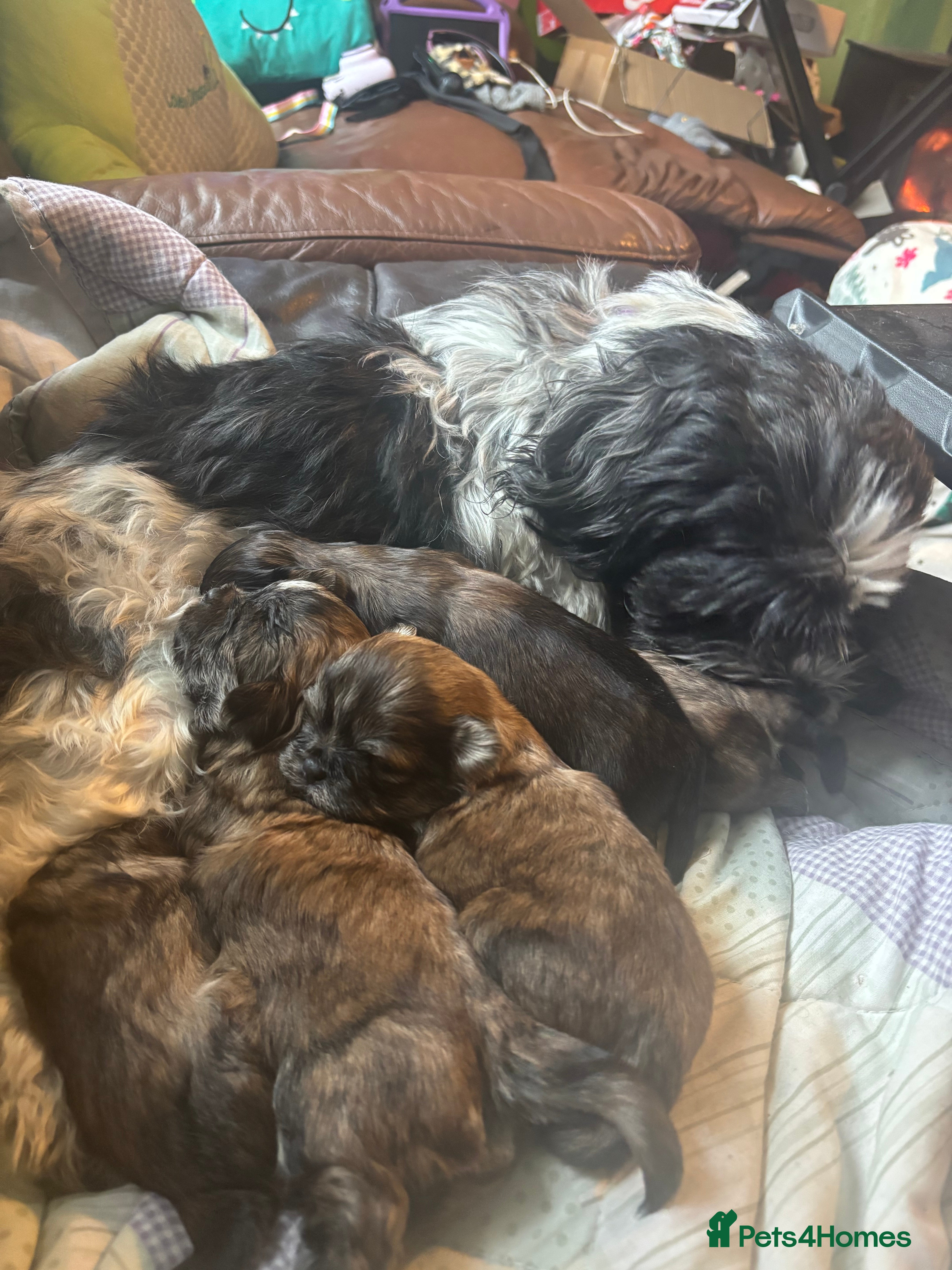 Shih Tzu dogs Adorable Puppies Looking for Their Forever Homes  - Advert 2