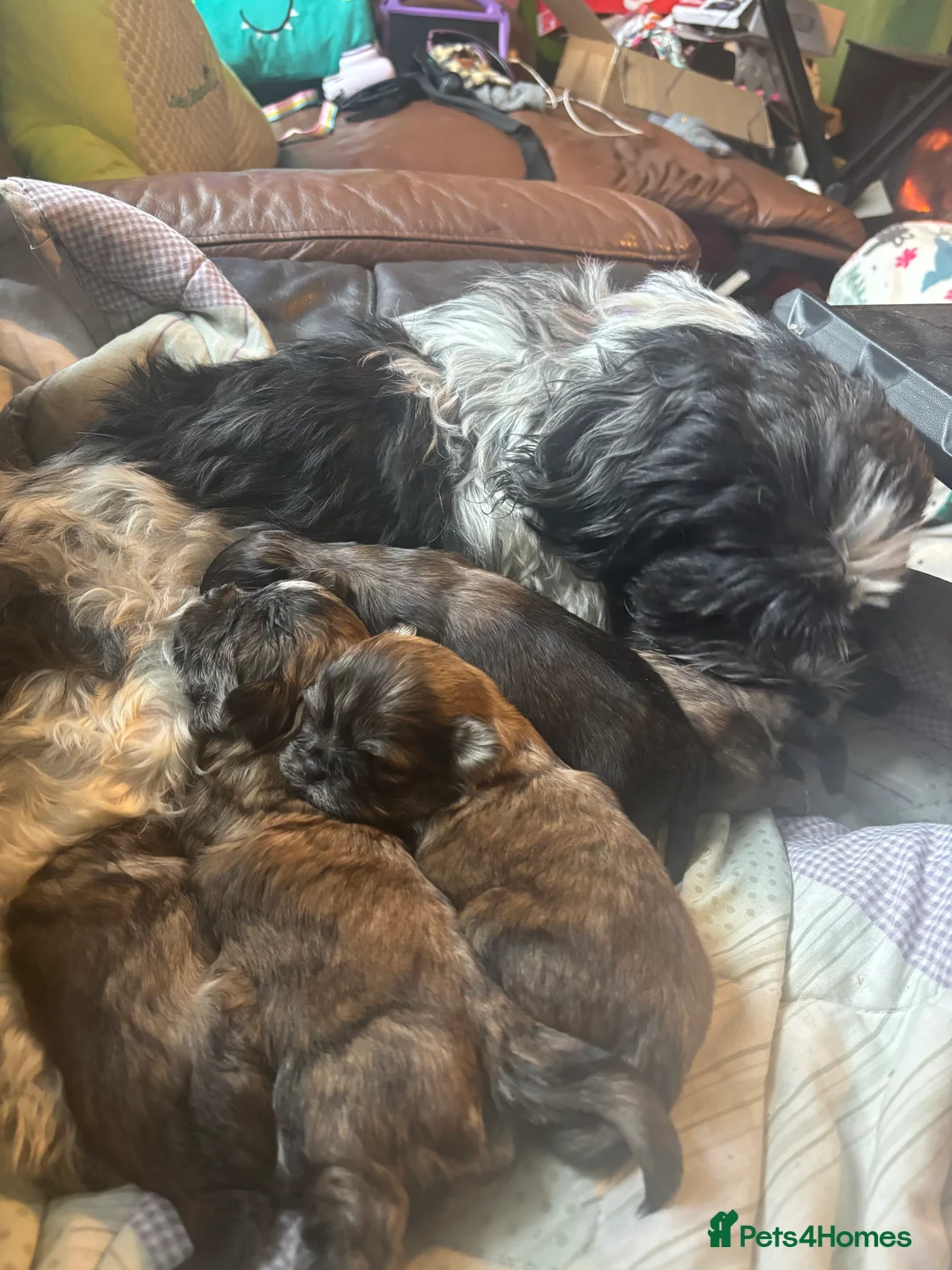 Shih Tzu dogs for sale: Adorable Puppies Looking for Their Forever Homes  - Advert 2