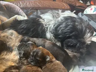 Shih Tzu dogs Adorable Puppies Looking for Their Forever Homes - Advert 2